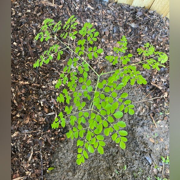 Moringa tree, baby. Nice route and bulb system so it has enough energy to ship. - Picture 9 of 12